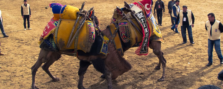 Selcuk Camel Wrestling